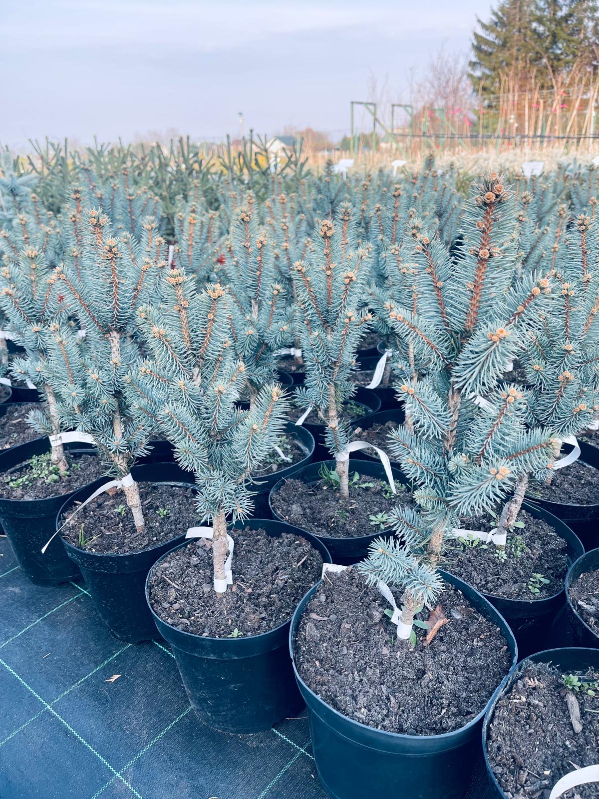 plant027 - Szkółka Ula Milczanowska